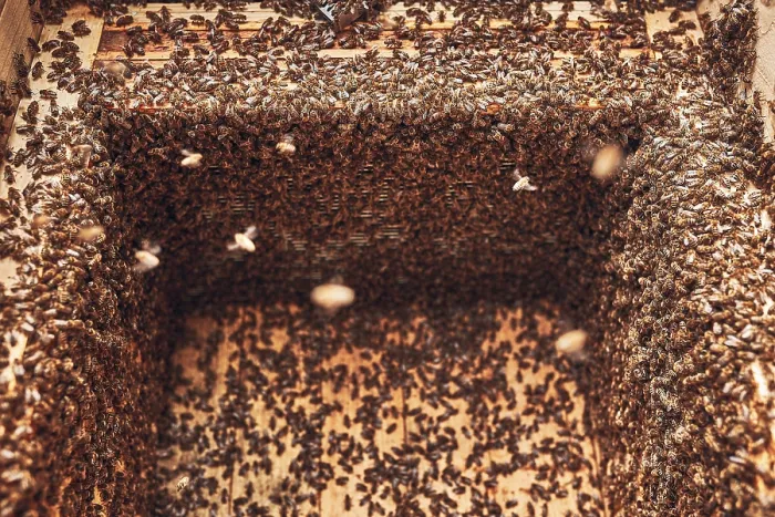 Framed Print : Colony of Bees Working in Hive Print Framed Print : Colony of Bees Working in Hive Print