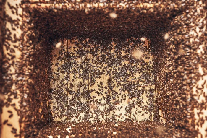 Framed Print : Colony of bees working in hive Print - Apiary Scene Framed Print : Colony of bees working in hive Print - Apiary Scene