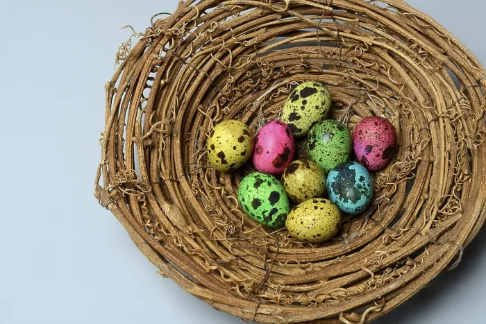 Framed Print : Colored Quail Eggs in Nest Print, Germany Framed Print : Colored Quail Eggs in Nest Print, Germany