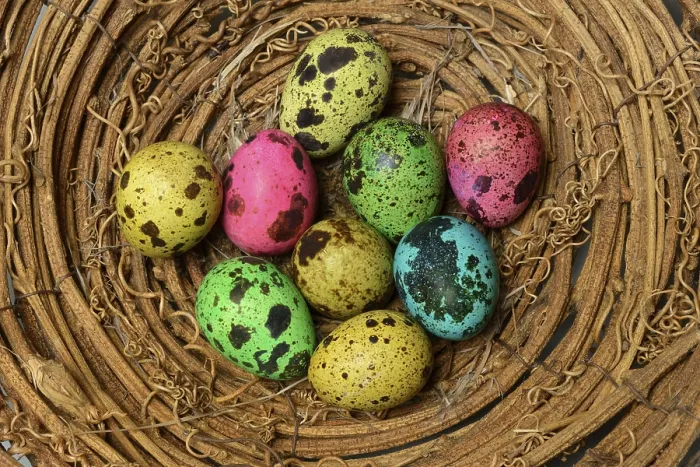 Framed Print : Colored Quail Eggs in Nest Print, Germany Framed Print : Colored Quail Eggs in Nest Print, Germany