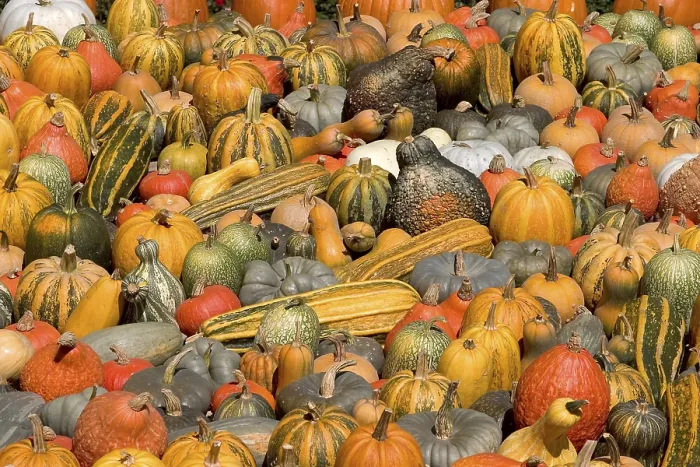 Framed Print : Many Colorful Pumpkins Print Framed Print : Many Colorful Pumpkins Print