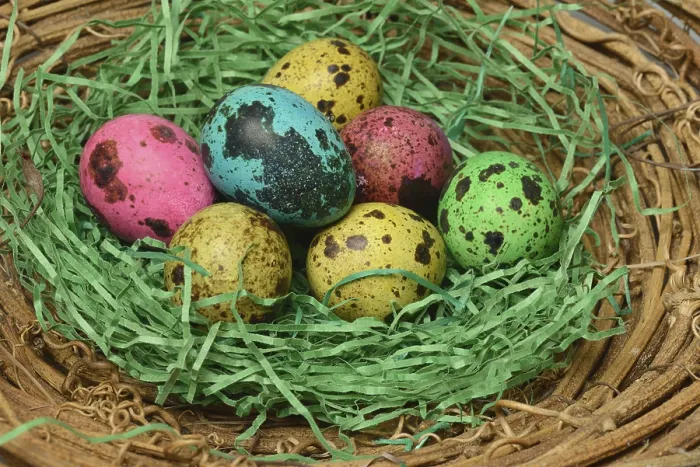 Framed Print : Coloured Quail Eggs in Nest Print, Easter Theme Framed Print : Coloured Quail Eggs in Nest Print, Easter Theme