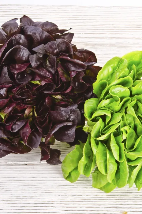 Framed Print : Colourful Salads Mixed Print Framed Print : Colourful Salads Mixed Print