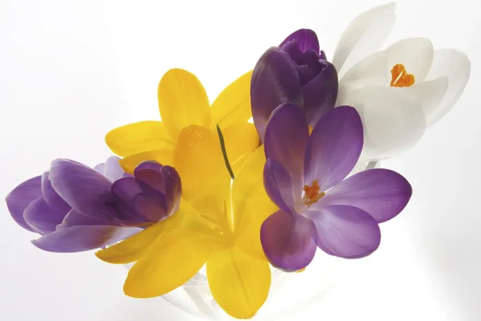 Framed Print : Colourful Crocuses Print - Vibrant Spring Bloom Framed Print : Colourful Crocuses Print - Vibrant Spring Bloom