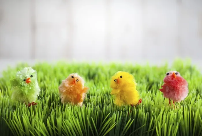 Framed Print : Colourful Easter Chicks Print on Green Grass Framed Print : Colourful Easter Chicks Print on Green Grass