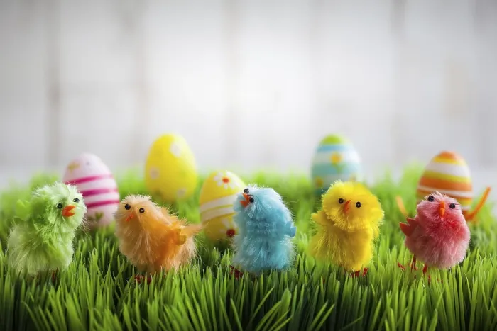 Framed Print : Colourful Easter Chicks Print on Green Grass