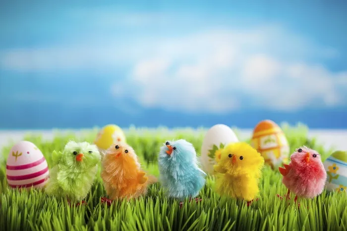 Framed Print : Colourful Easter Chicks Print on Green Grass Framed Print : Colourful Easter Chicks Print on Green Grass