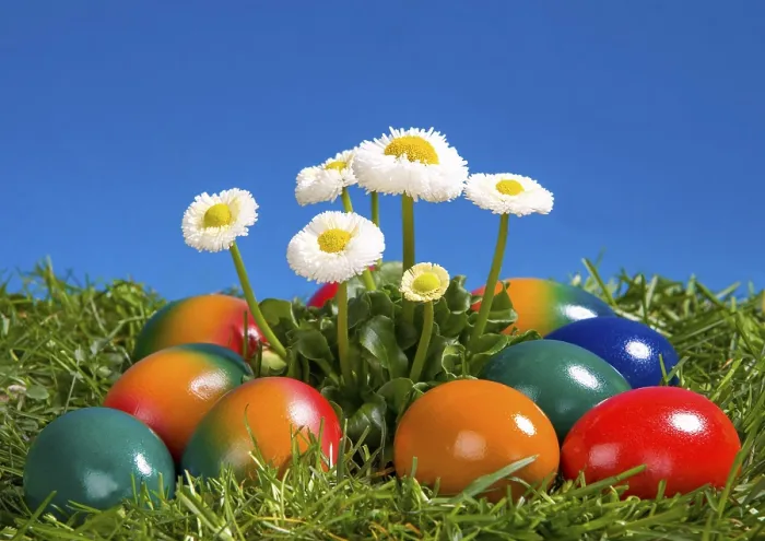 Framed Print : Colourful Easter Eggs and Daisies Print, German Tradition Framed Print : Colourful Easter Eggs and Daisies Print, German Tradition