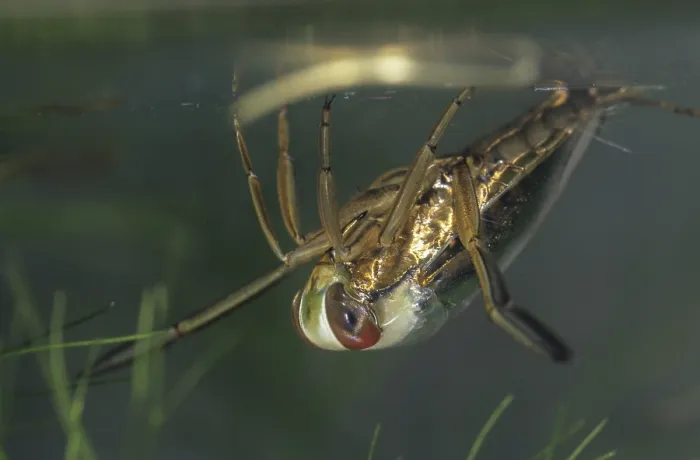 Framed Print : Common Backswimmer Print, Notonecta glauca Framed Print : Common Backswimmer Print, Notonecta glauca