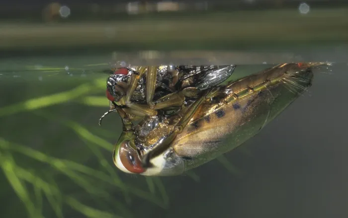 Framed Print : Common backswimmer Print - Notonecta glauca