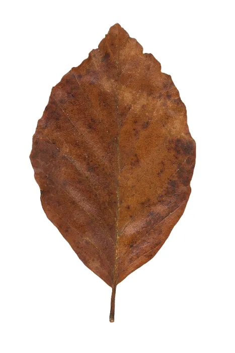 Framed Print : Common beech (Fagus sylvatica) Print, Germany Framed Print : Common beech (Fagus sylvatica) Print, Germany
