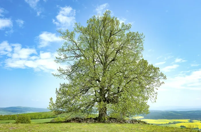 Framed Print : Common beech (Fagus sylvatica) Print, Thuringia, Germany