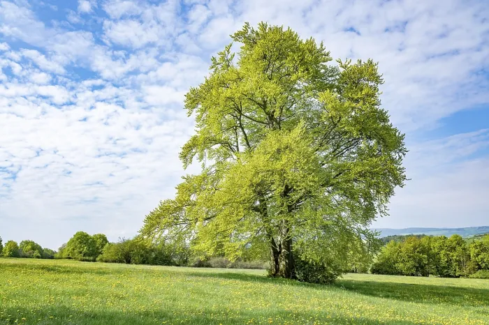 Framed Print : Common Beech (Fagus sylvatica) Print, Thuringia, Germany Framed Print : Common Beech (Fagus sylvatica) Print, Thuringia, Germany
