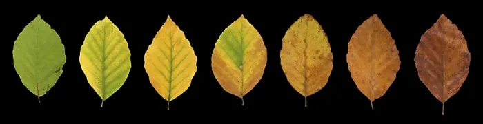 Framed Print : Common beech (Fagus sylvatica) Autumn Leaf Print, Germany Framed Print : Common beech (Fagus sylvatica) Autumn Leaf Print, Germany