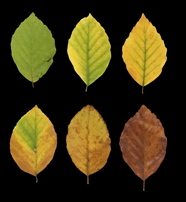 Framed Print : Common Beech (Fagus sylvatica) Autumn Leaf Print, Germany Framed Print : Common Beech (Fagus sylvatica) Autumn Leaf Print, Germany