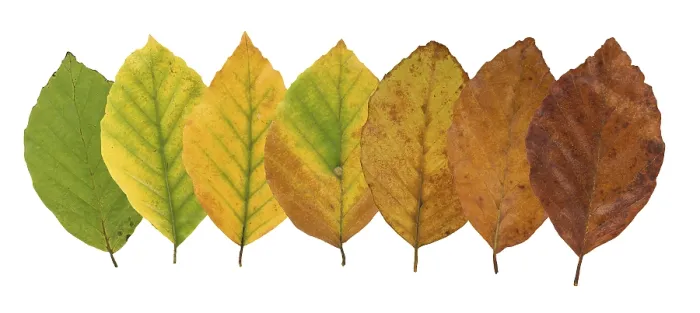 Framed Print : Common Beech (Fagus sylvatica) Print, Autumn Leaves, Germany Framed Print : Common Beech (Fagus sylvatica) Print, Autumn Leaves, Germany