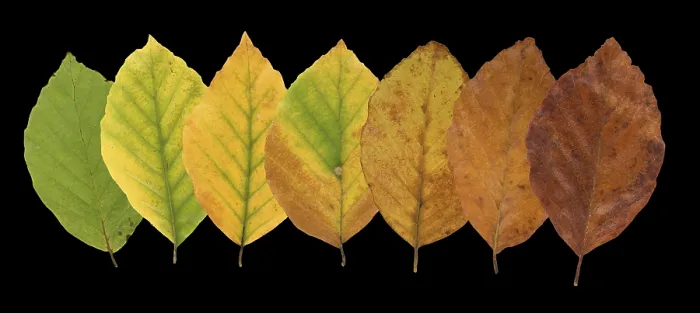 Framed Print : Common Beech (Fagus sylvatica) Print, Autumn Leaves, Germany Framed Print : Common Beech (Fagus sylvatica) Print, Autumn Leaves, Germany