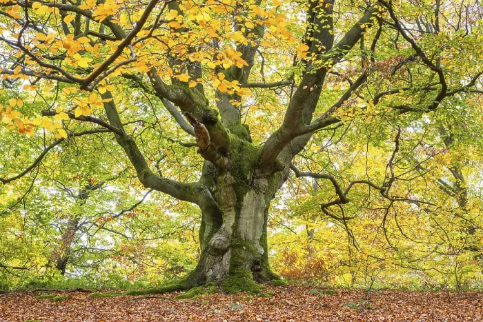 Framed Print : Autumn Print of Old Common Beech in Germany Framed Print : Autumn Print of Old Common Beech in Germany