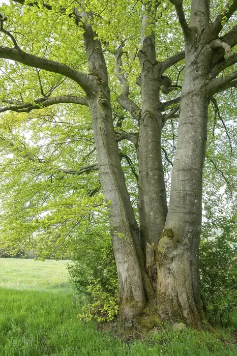 Framed Print : Common Beech Print, Multi-Stemmed Tree in Thuringia Framed Print : Common Beech Print, Multi-Stemmed Tree in Thuringia