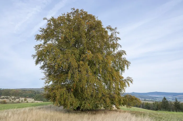 Framed Print : Autumn Common Beech Print, Thuringia, Germany Framed Print : Autumn Common Beech Print, Thuringia, Germany
