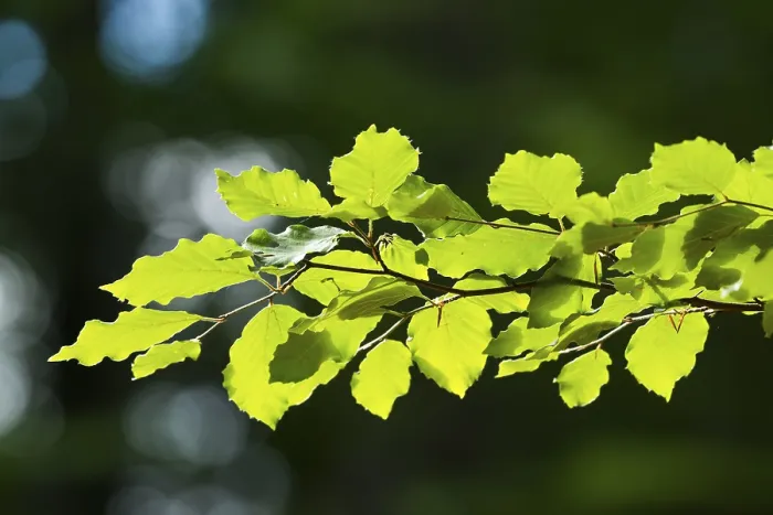 Framed Print : Common Beech Print, Fagus sylvatica Branch with Leaves Framed Print : Common Beech Print, Fagus sylvatica Branch with Leaves