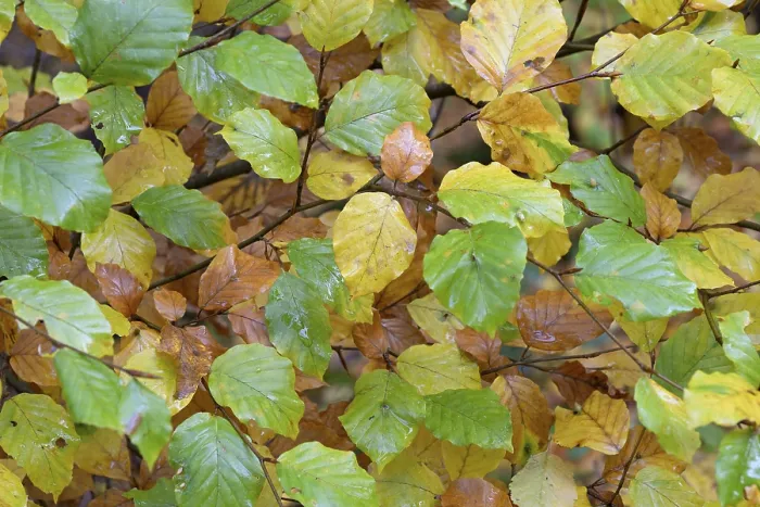 Framed Print : Autumn Leaves on Common Beech Branches Print Framed Print : Autumn Leaves on Common Beech Branches Print