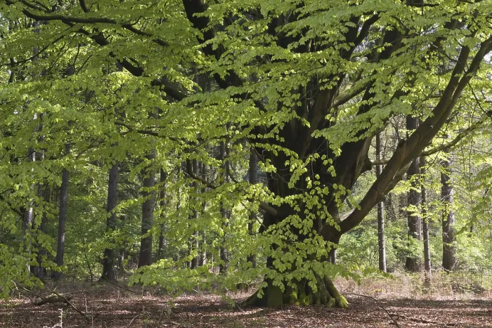 Framed Print : Common Beech Print, Emsland Forest, Germany Framed Print : Common Beech Print, Emsland Forest, Germany