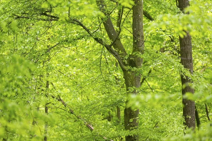 Framed Print : Common Beech Forest in Spring Print, Bavaria, Germany
