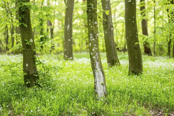 Framed Print : Common Beech Forest in Spring Print, Bavaria, Germany Framed Print : Common Beech Forest in Spring Print, Bavaria, Germany