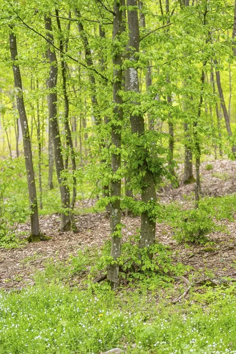Framed Print : Common Beech Forest in Spring Print, Bavaria, Germany Framed Print : Common Beech Forest in Spring Print, Bavaria, Germany