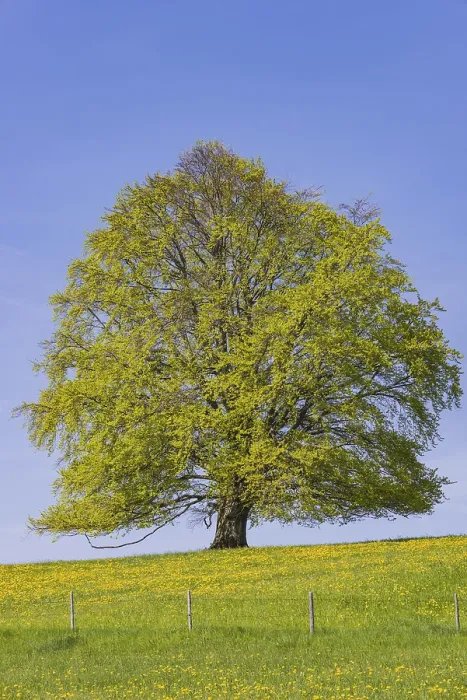 Framed Print : Common Beech in Spring Print, Bavaria, Germany Framed Print : Common Beech in Spring Print, Bavaria, Germany