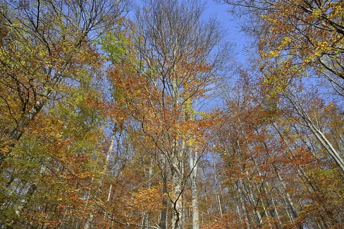 Framed Print : Autumn Treetops Print of Common Beeches in Germany Framed Print : Autumn Treetops Print of Common Beeches in Germany