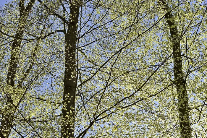 Framed Print : Common Beech Print, North Rhine-Westphalia, Germany Framed Print : Common Beech Print, North Rhine-Westphalia, Germany