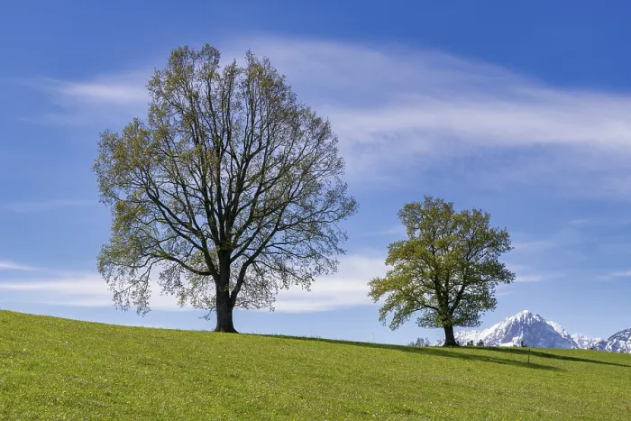 Framed Print : Common Beeches in Spring Print, Allgäu, Germany Framed Print : Common Beeches in Spring Print, Allgäu, Germany