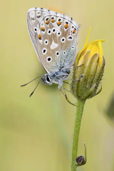 Framed Print : Common Blue Print - ImageBROKER Framed Print : Common Blue Print - ImageBROKER