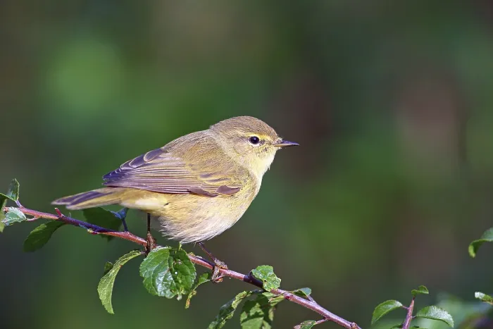 Framed Print : Common Chiffchaff Print, Hesse Framed Print : Common Chiffchaff Print, Hesse