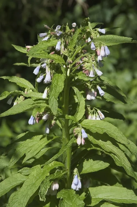 Framed Print : Common Comfrey Print - Herbaceous Plant Framed Print : Common Comfrey Print - Herbaceous Plant