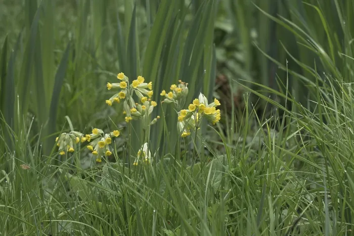 Framed Print : Common Cowslip Print, Emsland Germany Framed Print : Common Cowslip Print, Emsland Germany