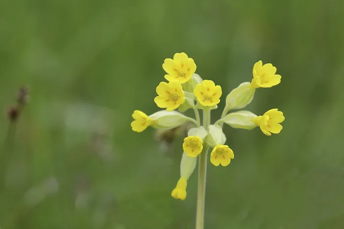 Framed Print : Common Cowslip Print (Primula veris) in German Pasture Framed Print : Common Cowslip Print (Primula veris) in German Pasture
