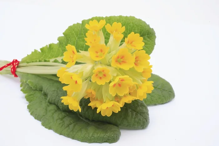 Framed Print : Common Cowslip (Primula veris) Print Framed Print : Common Cowslip (Primula veris) Print
