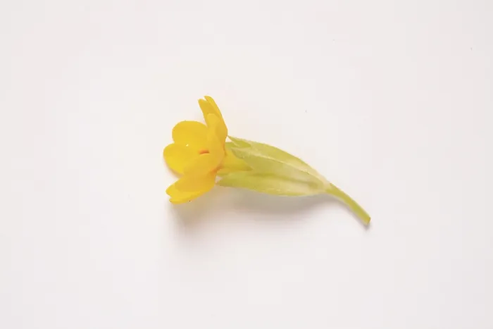 Framed Print : Common Cowslip Print (Primula veris) Framed Print : Common Cowslip Print (Primula veris)