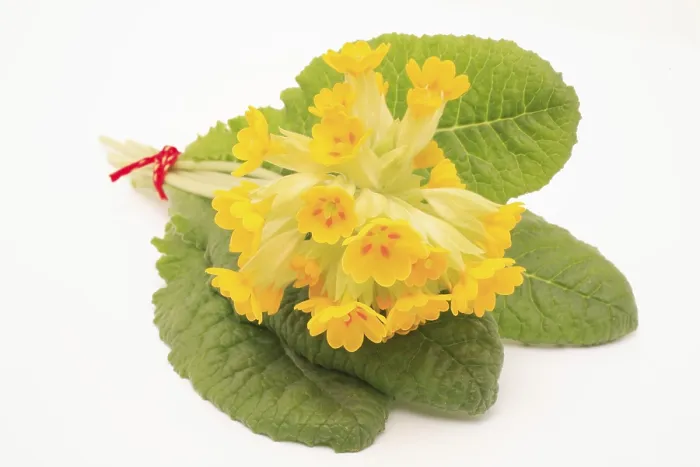 Framed Print : Common Cowslip Print (Primula veris) Framed Print : Common Cowslip Print (Primula veris)