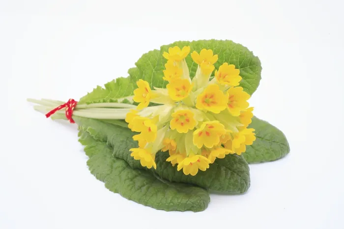 Framed Print : Common Cowslip Print (Primula veris) Framed Print : Common Cowslip Print (Primula veris)