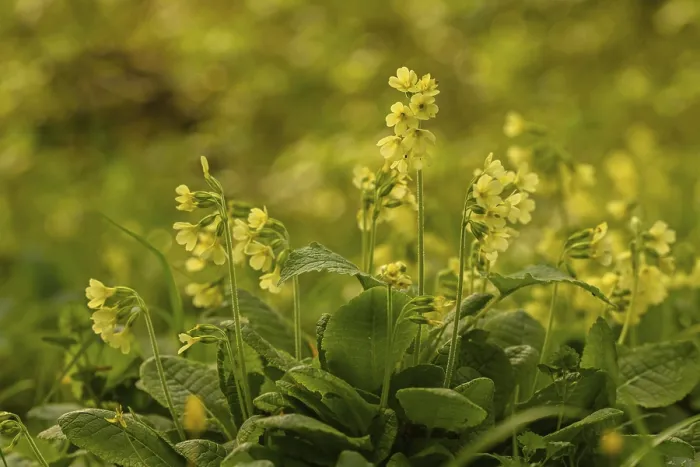 Framed Print : Common Cowslip Print (Primula veris) Framed Print : Common Cowslip Print (Primula veris)