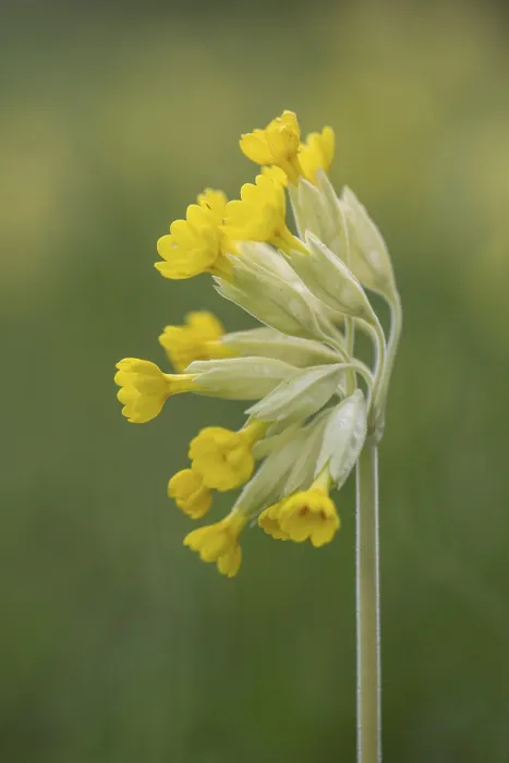 Framed Print : Common Cowslip Print, Thuringia, Germany Framed Print : Common Cowslip Print, Thuringia, Germany