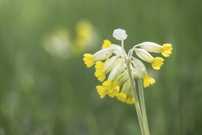 Framed Print : Common Cowslip Print, Thuringia, Germany Framed Print : Common Cowslip Print, Thuringia, Germany