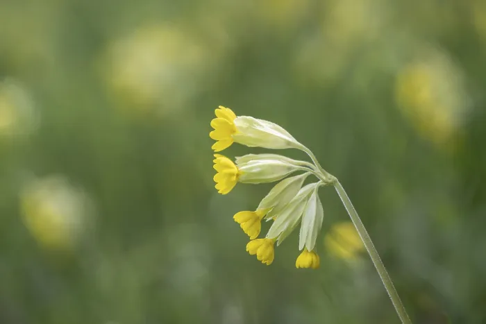 Framed Print : Common Cowslip Print, Thuringia, Germany Framed Print : Common Cowslip Print, Thuringia, Germany