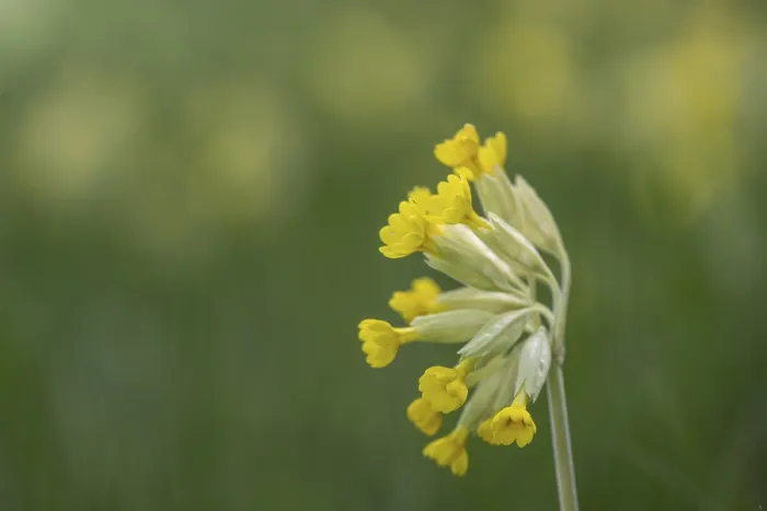 Framed Print : Common Cowslip Print, Thuringia, Germany Framed Print : Common Cowslip Print, Thuringia, Germany