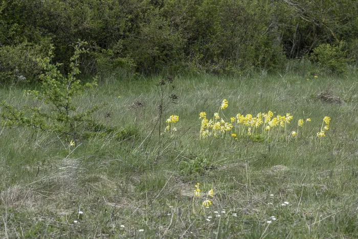 Framed Print : Common Cowslip Print, Thuringia, Germany