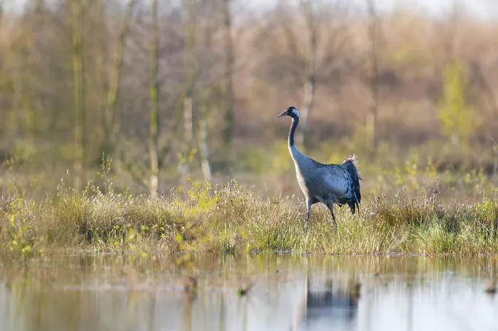 Framed Print : Common Crane Print, Wagenfeld Breeding Grounds Framed Print : Common Crane Print, Wagenfeld Breeding Grounds